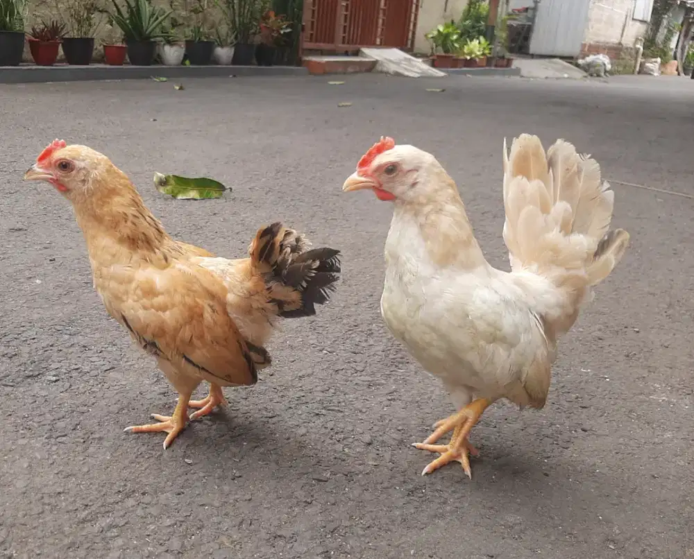 Ayam Kate putih dan coklat