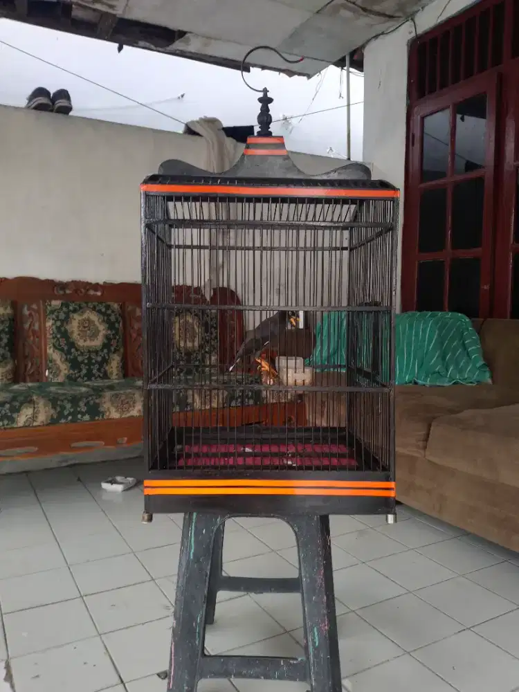 Burung jalak kebo fullset gacor bisa kirim2