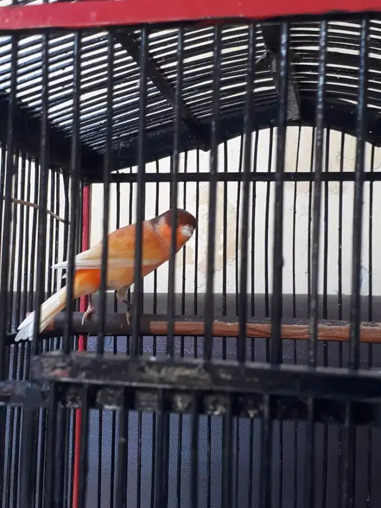 Kenari bon oren gacor