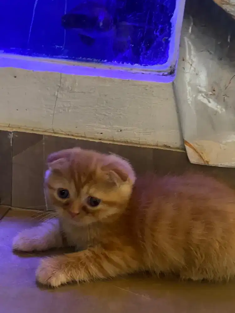 Bsh Scottish fold mix Peaknose