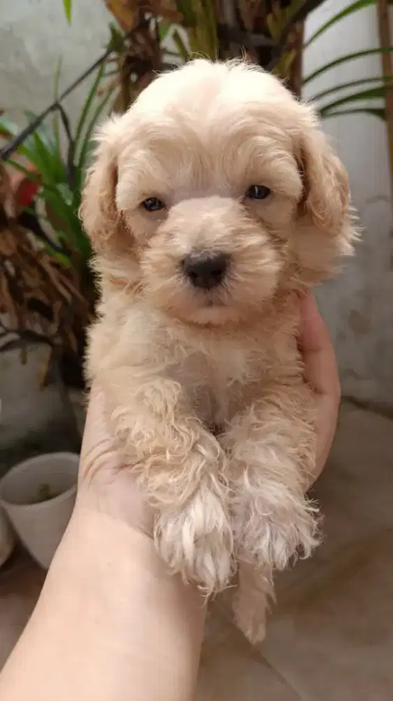 anakan poodle jantan
