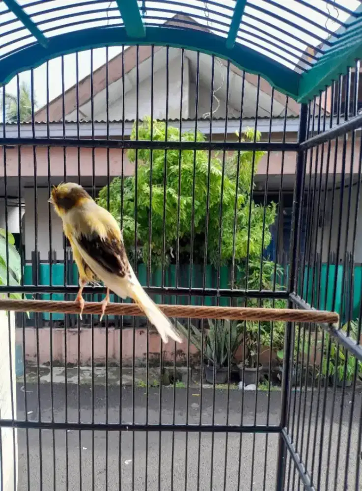 Kenari f1 ysbb lagi mandeg