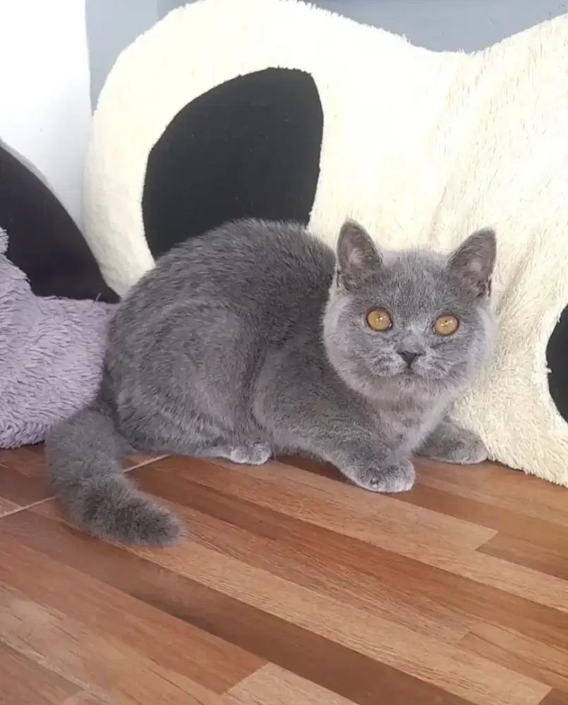 Kitten British shorthair
