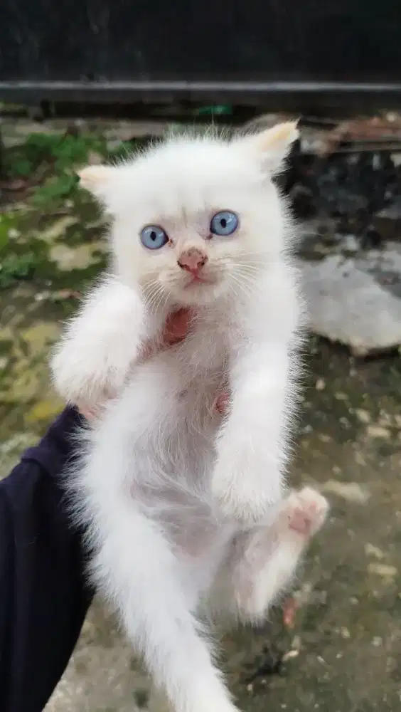 Kitten persia murmer