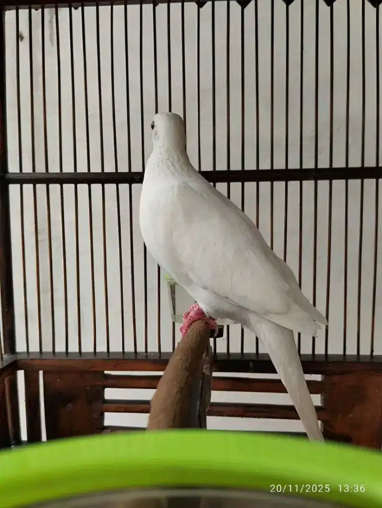 BURUNG TEKUKUR PUTIH ALBINO MANGGUNG GACOR