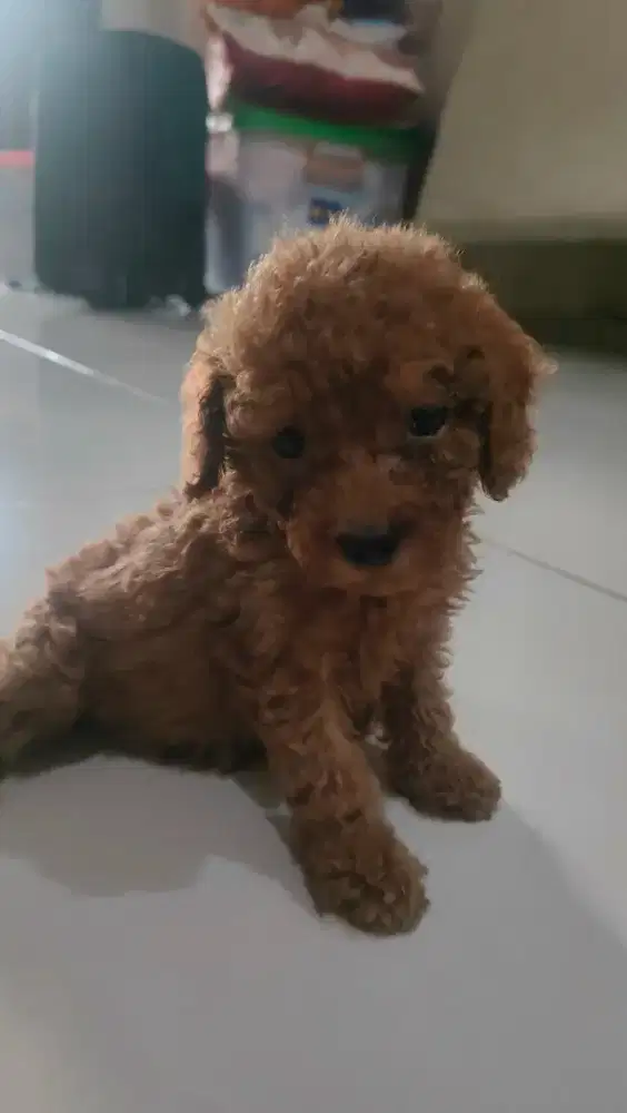 Ras poodle bulu coklat