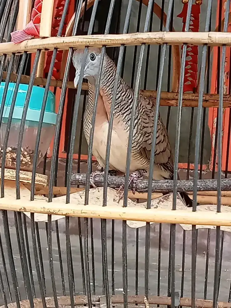 BURUNG PERKUTUT BANGKOK GACORAN SUPER MEWAH
