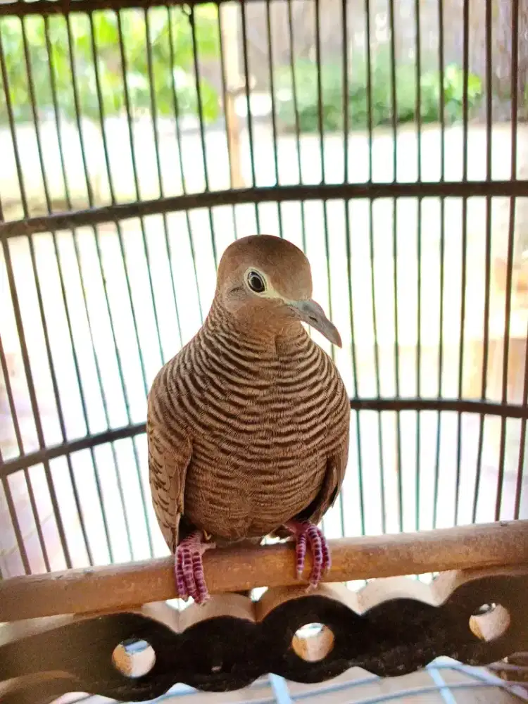 BURUNG PERKUTUT CEMANI DEWASA GACOR MANGGUNG