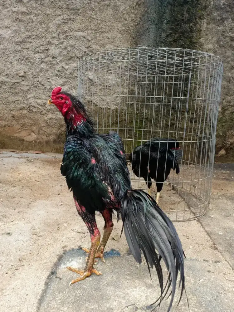 Ayam Bangkok big size