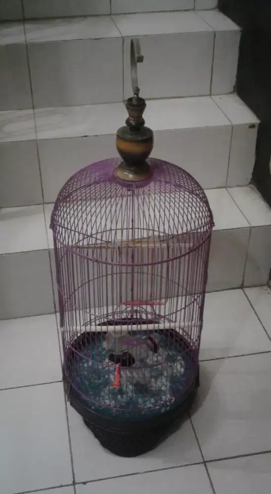 Kandang burung lovebird