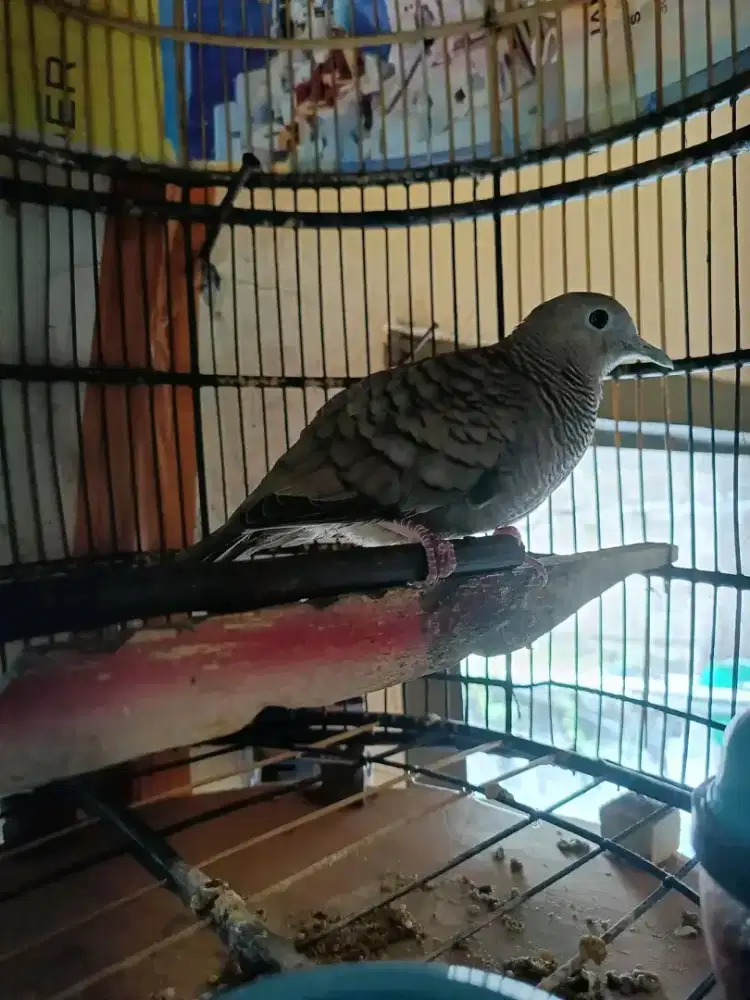 BURUNG PERKUTUT CEMANI MAJAPAHIT DEWASA GACORAN MANGGUNG