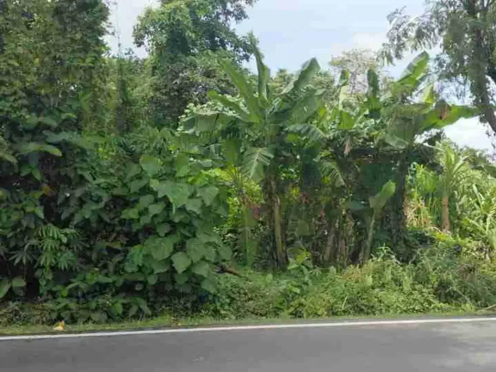 tanah bagus pinggir jalan cocok untuk usaha dan investasi