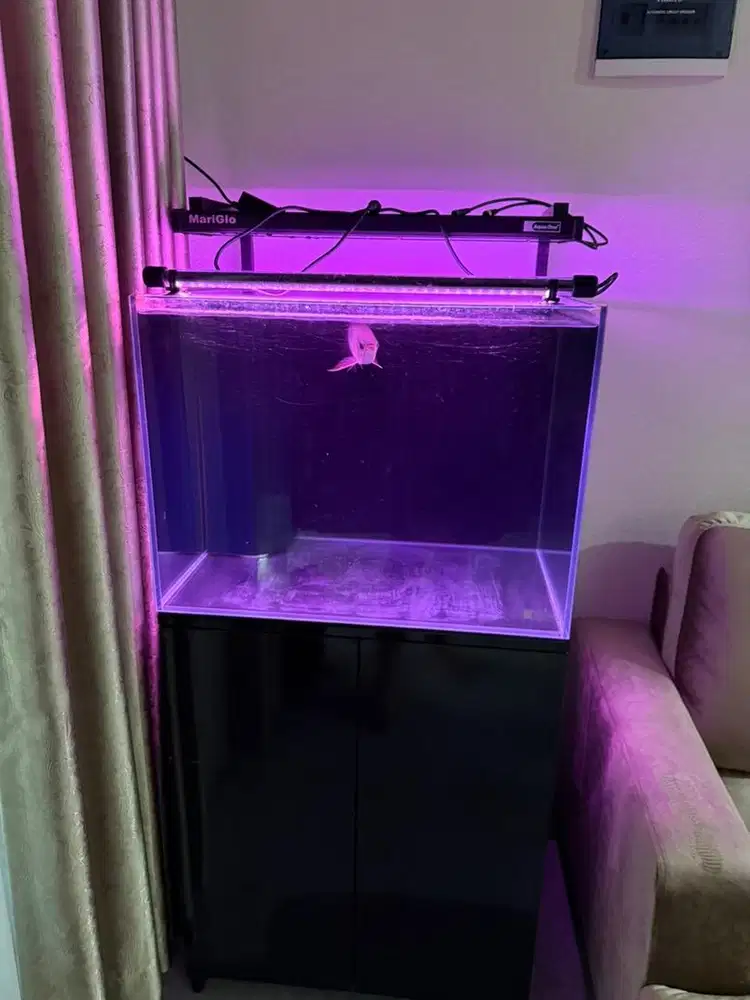 Ikan Arwana Red + Aquarium