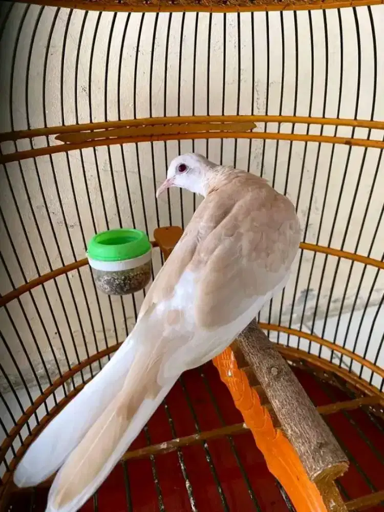 BURUNG TEKUKUR GOLDEN DEWASA MANGGUNG MEWAH SEKALI