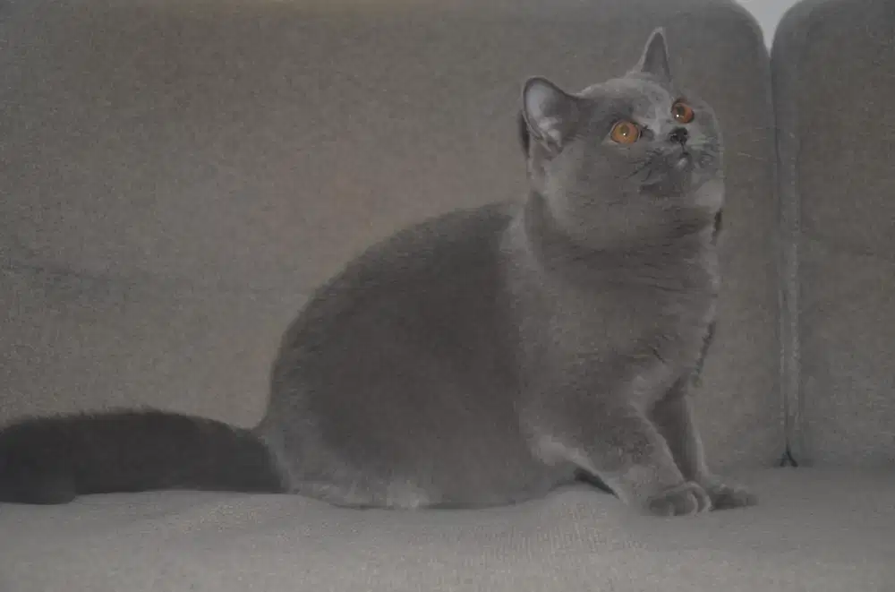 British shorthair male pedigree