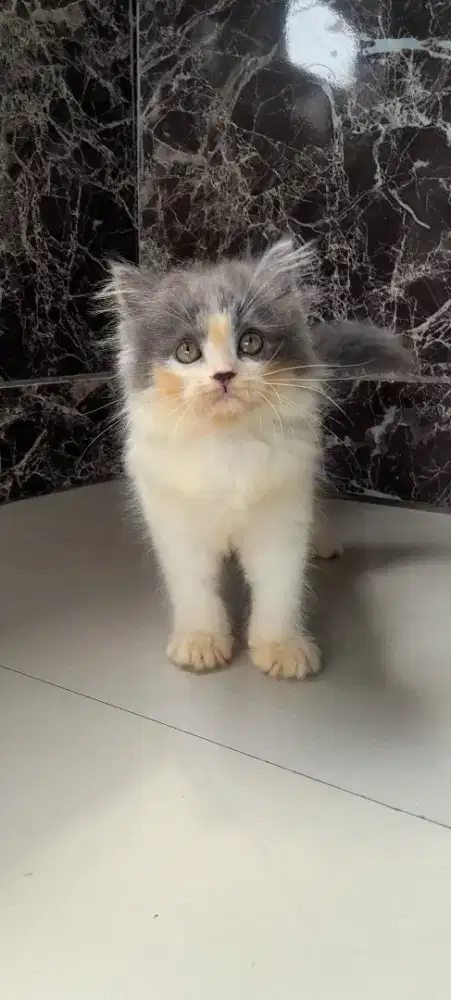 Kitten munchkin non standar ( ns ) betina 3 bulan