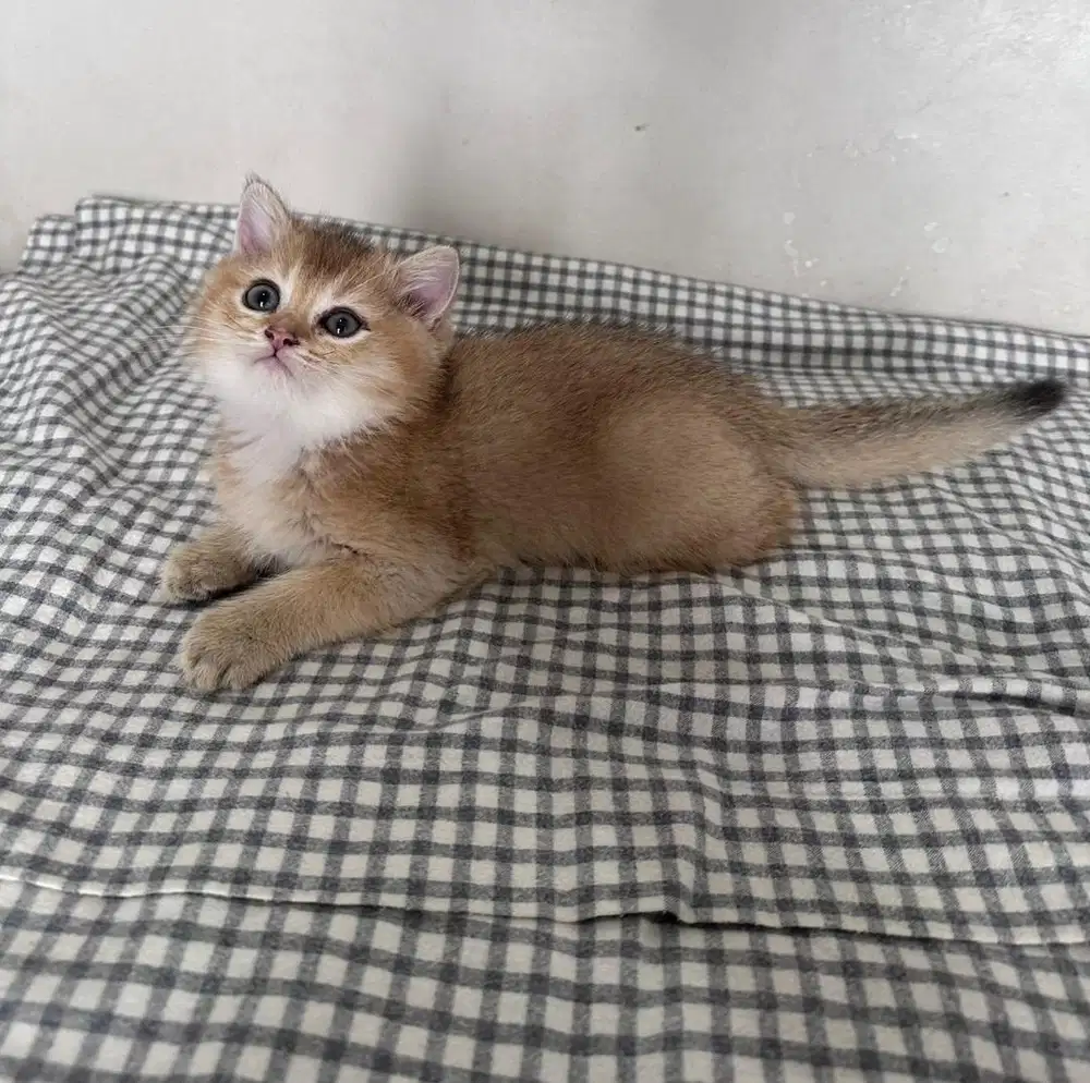 Kucing bsh british shorthair Golden Jantan ny 11 non pedigree cat