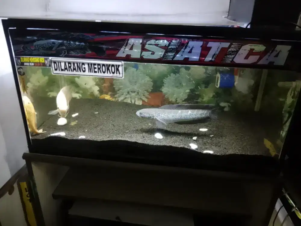 Aquarium ukuran besar 80X40X40