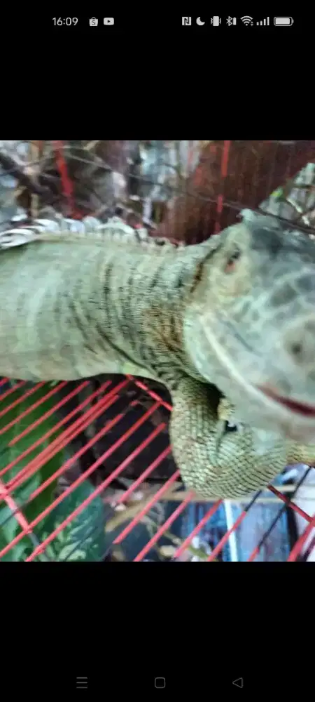 Iguana red dan green dewasa