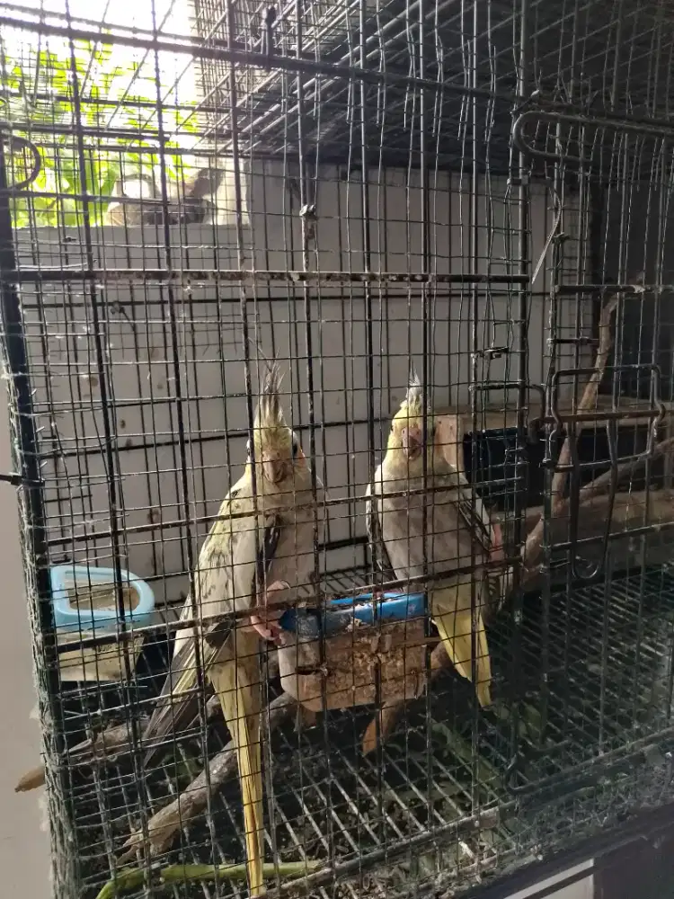 Falk..parkit Australia