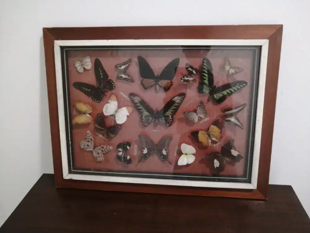 Vintage taxidermy kupu-kupu pajangan antik frame koleksi bingkai