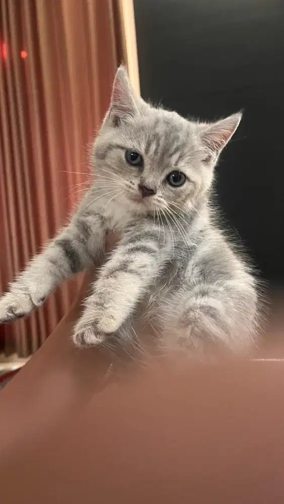 Kitten BSH (British Short Hair) warna premium lilac/golden tabbyshaded