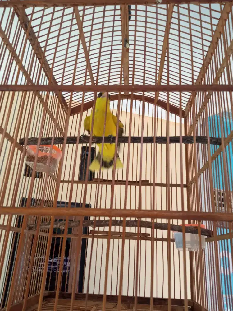 Burung Kepodang Jawa(Burja)