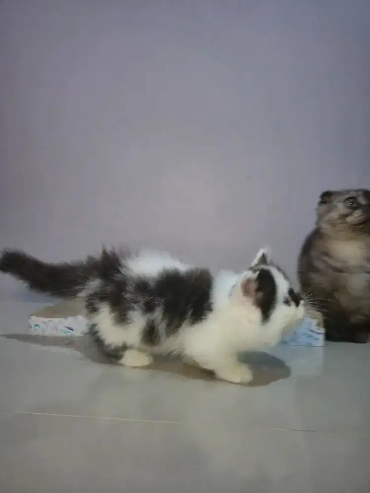 Kitten Munchkin Betina dan Jantn