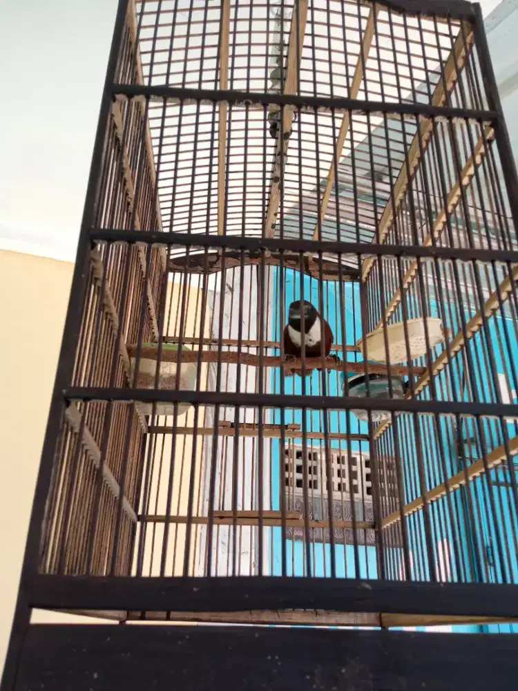 Burung Tepus Leher Putih (Burja)