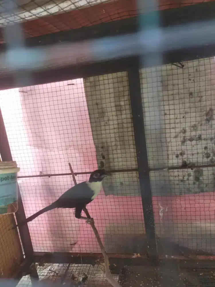 Bilbong vendeta unik langka