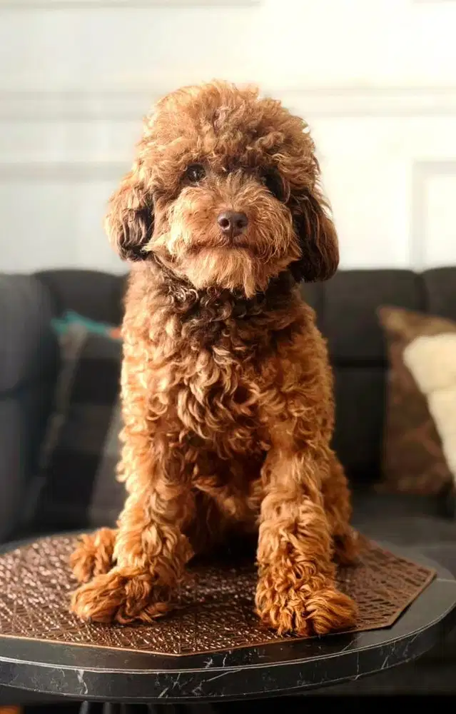 jual toy poodle female warna unik jarang ada