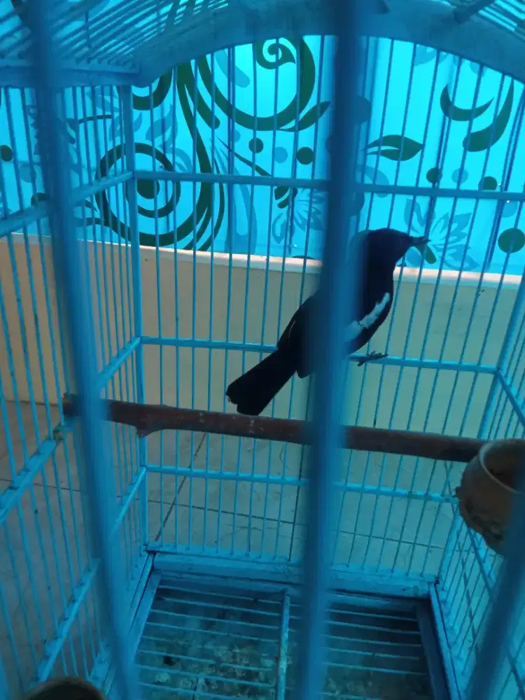 Burung Kacer (Burja)