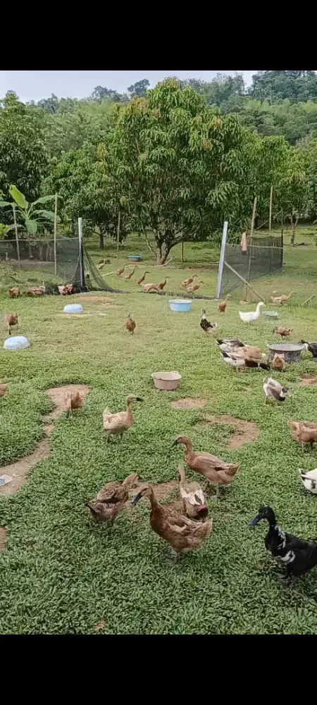 Bibit bebek petelur (Ratu & Mojosari)