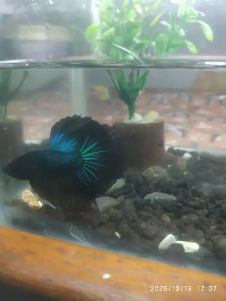 Ikan Cupang HM Black