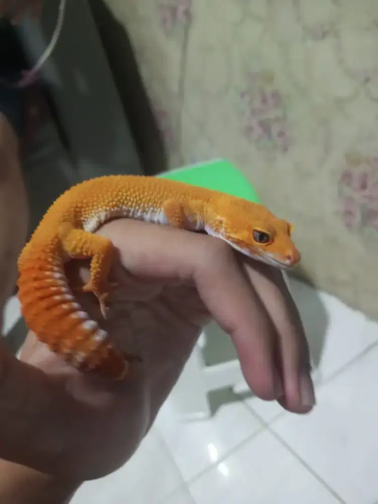 gecko dewasa orange sehat