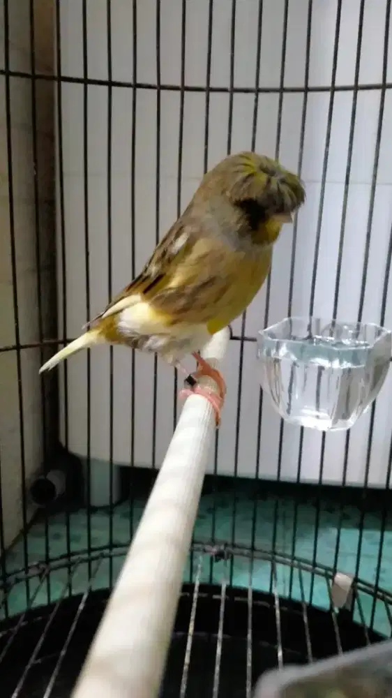 Kenari Gloster corona foi25 & 24