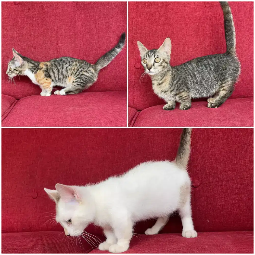 Kucing cebol(munchkin)