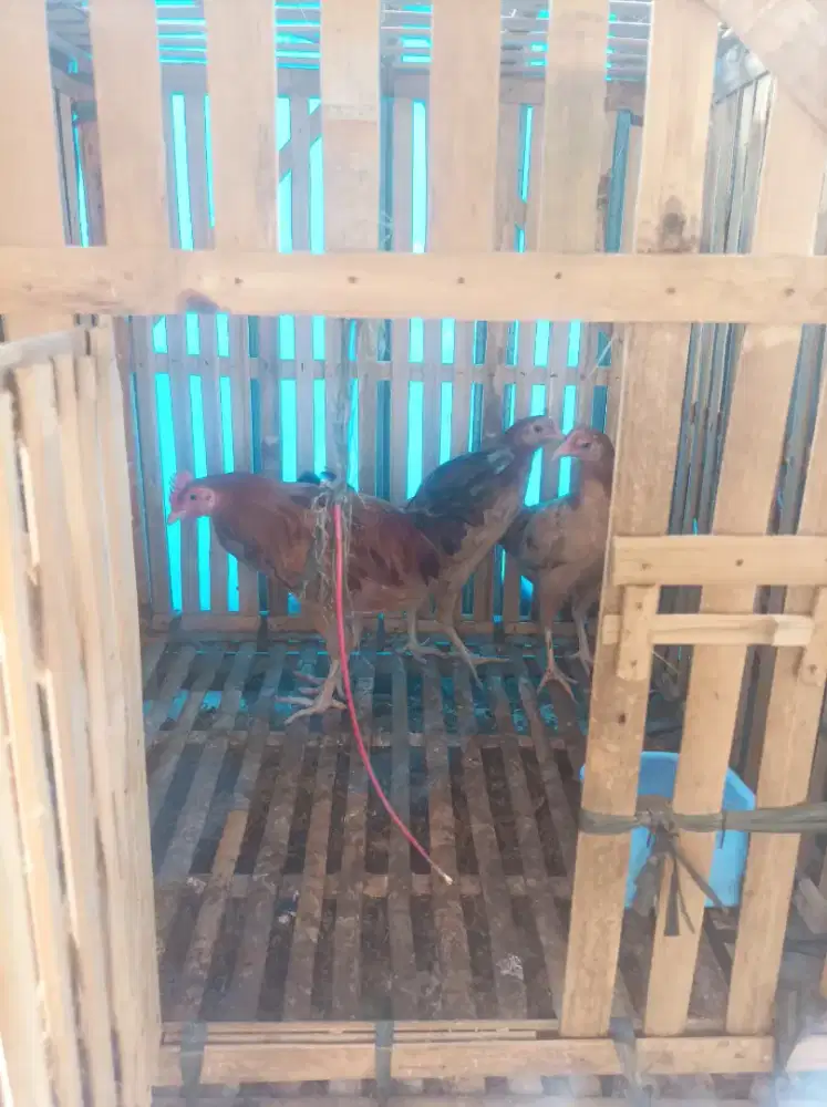 ayam elba petelur jantan betina