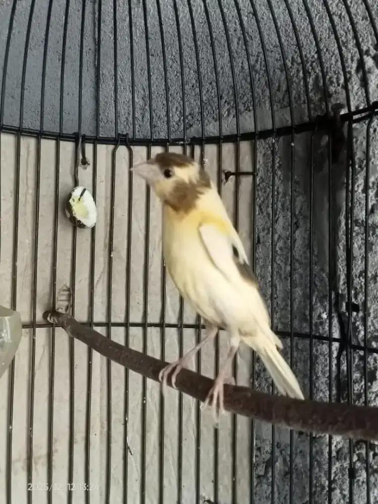 kenari lokal 3bulan,jamin jantan,ngriwik aktif,ada video