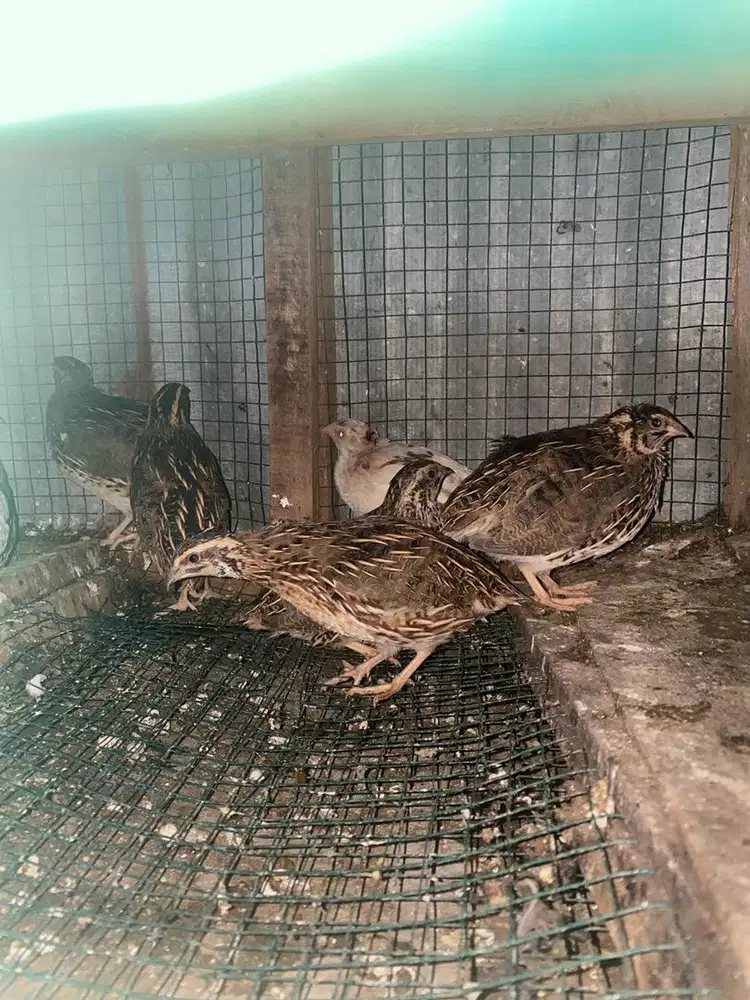 Puyuh sudah bertelur