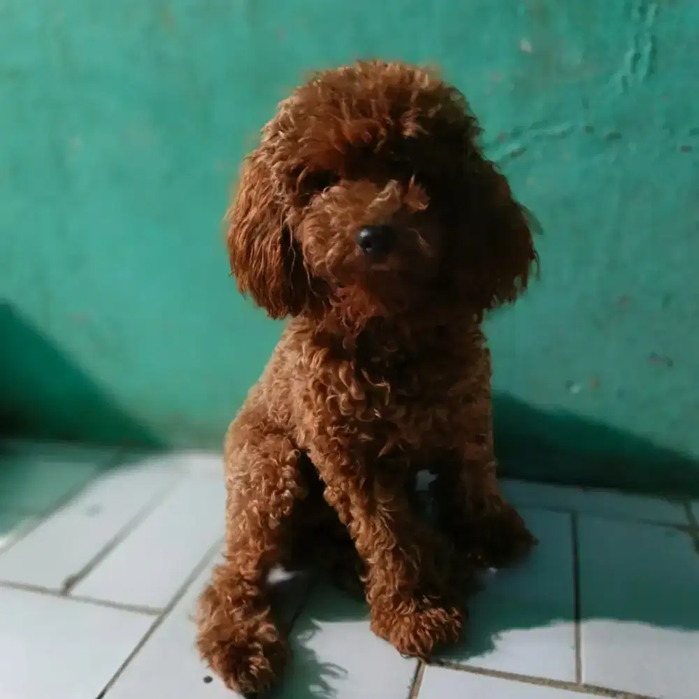 Dijual anjing poodle usia 1 tahun