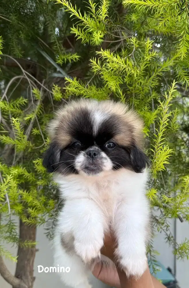 Pekingese langka warna Party