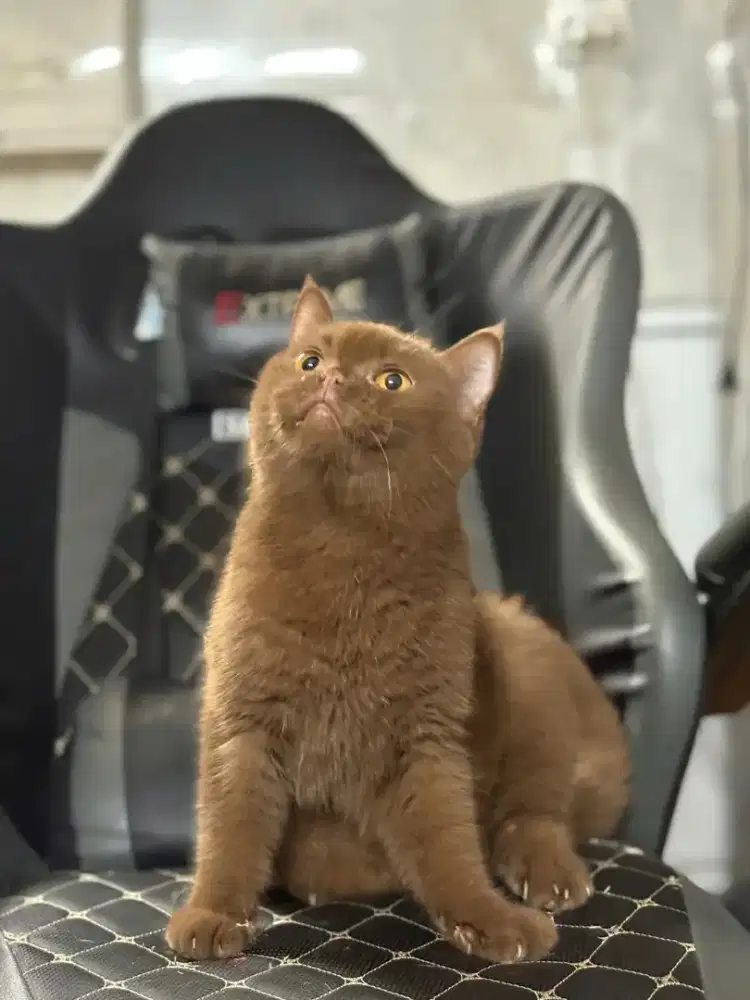 British Shorthair cinamon betina 13 bulan