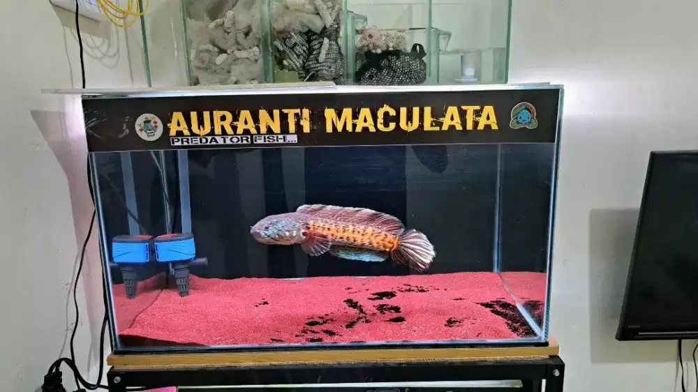 Chana Auranti CB 30CM, pake kompit