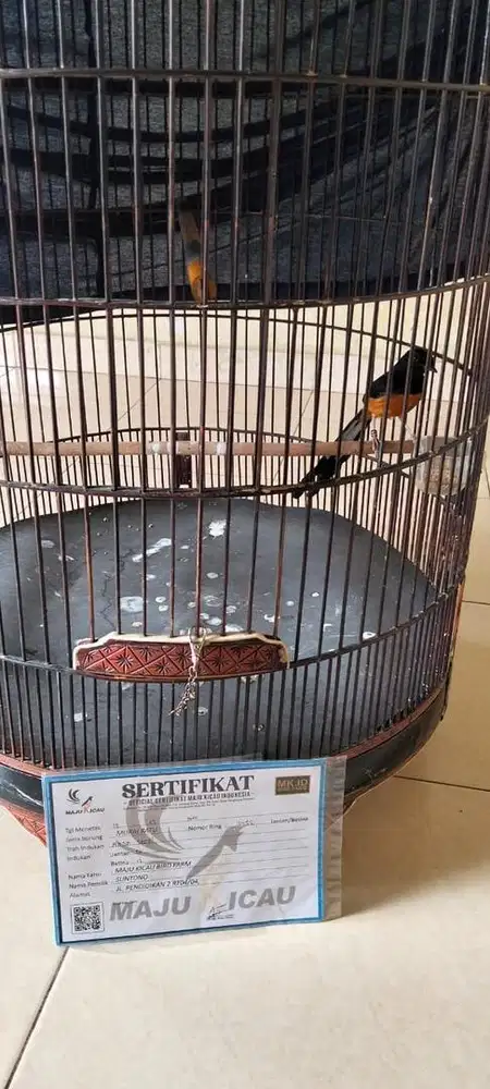 murai batu prestasi anget regional