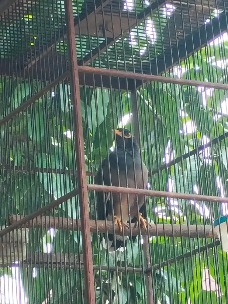 Burung jalak Nias gacor