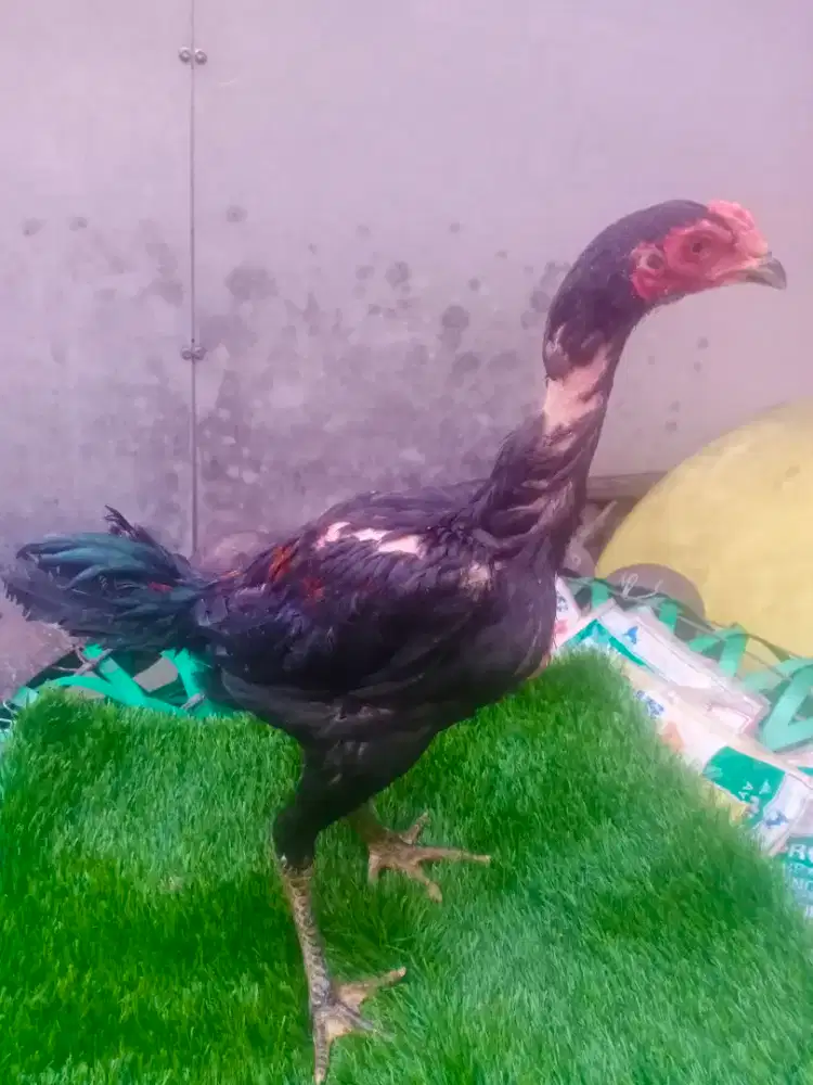 Ayam Bangkok jenis Pakoy manideng MIX GANOY