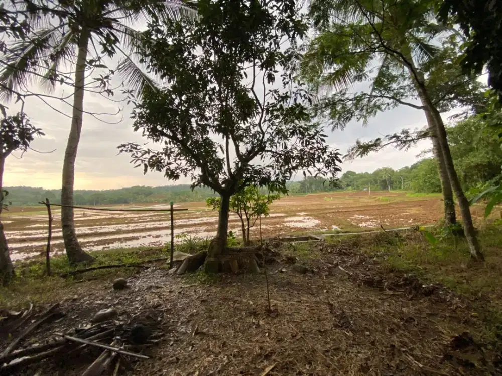 Dijual Murah Tanah Kebun dan Sawah Pinggir Jalan di Tegalwaru Karawang