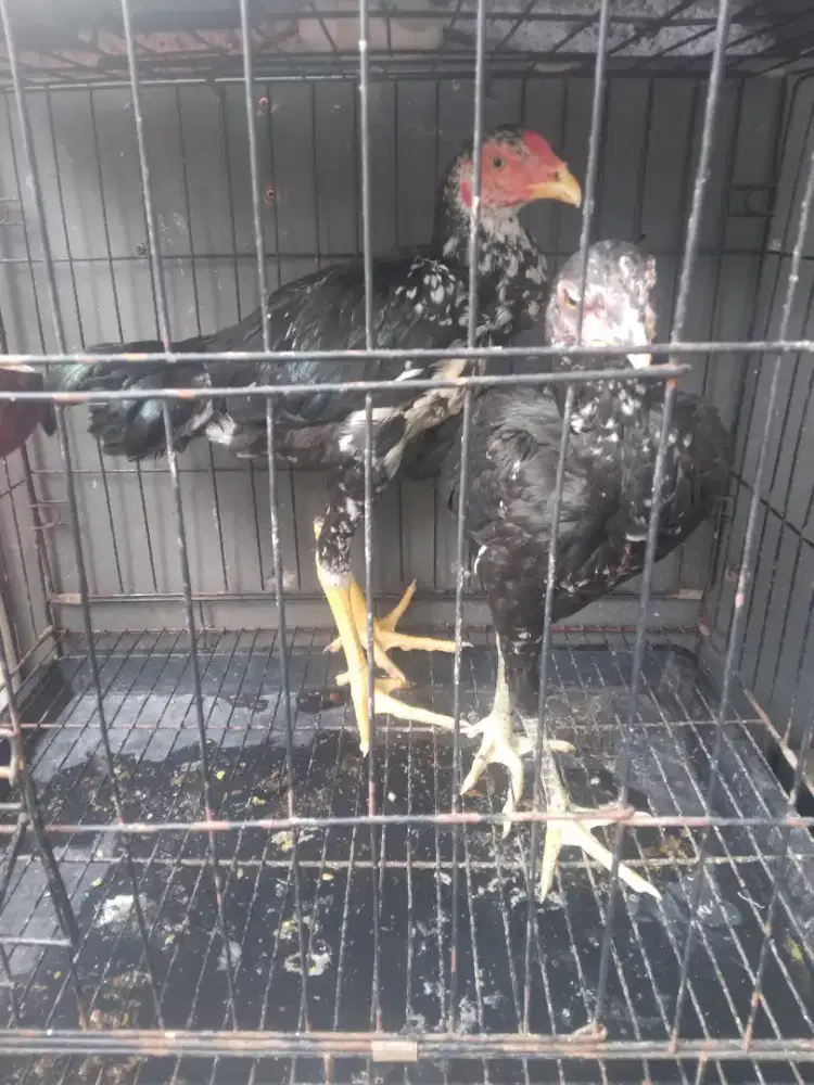 Ayam bangkok usia 2 bulan
