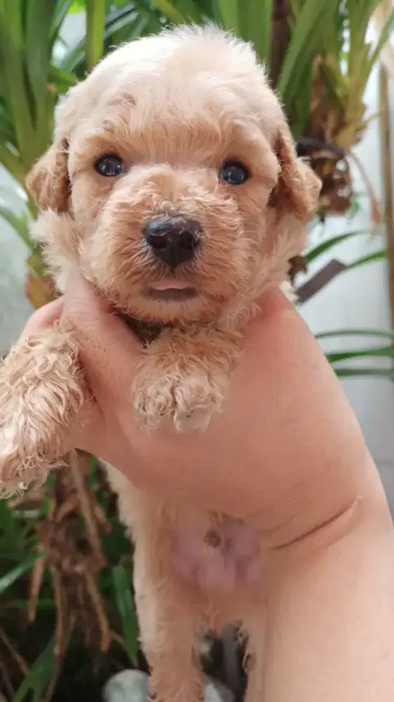 poodle jantan anakan